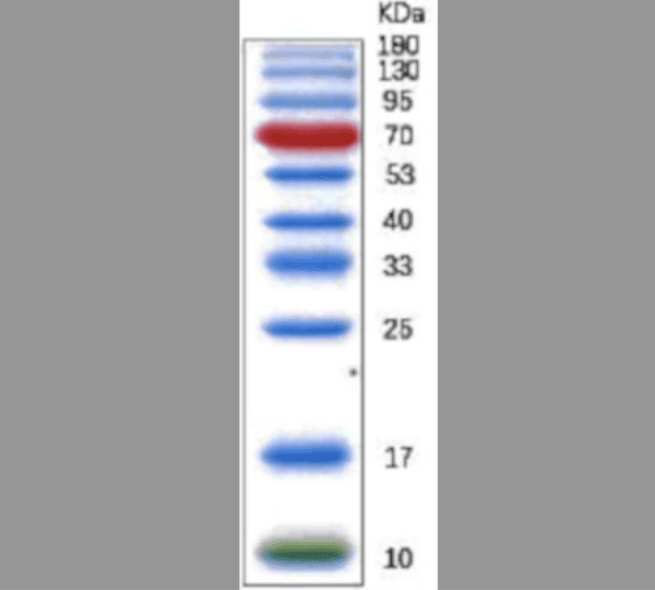 IgG secondary antibody 0.1mL